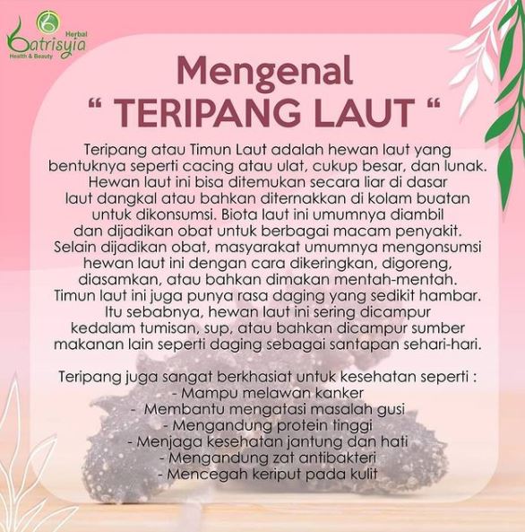 khasiat teripang laut untuk kesehatan