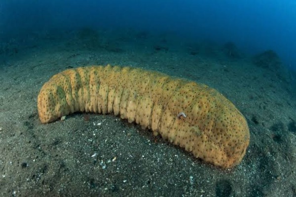 khasiat terpang laut untuk kesehatan tubuhmu