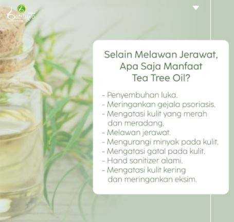 beberapa manfaat tea tree oil untuk kesehatan dan kecantikan